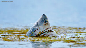 A harbor seal near Islay, Scotland