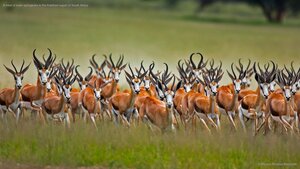 A herd of male springboks in the Kalahari region of South Africa