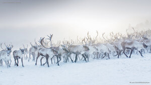 A herd of reindeer in Norway