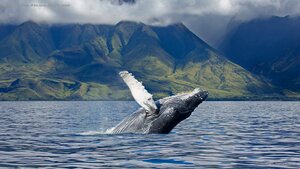 A humpback whale off the coast of Maui in Hawaii