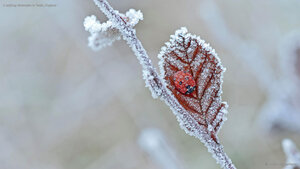 A ladybug hibernates in Tewin, England