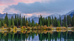 Pine trees reflected in the Forgetmenot Pond in Kananaskis Country, Alberta, Canada