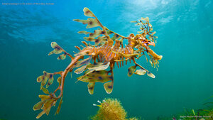 A leafy seadragon in the waters off Wool Bay, Australia