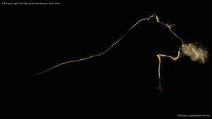 A lioness at night in the Sabi Sand Game Reserve, South Africa