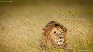 A lion in Maasai Mara, Kenya