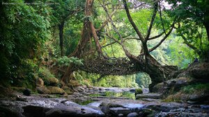 A living bridge in the East Khasi Hills district of Meghalaya, India