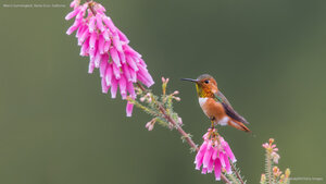 Allen's hummingbird, Santa Cruz, California