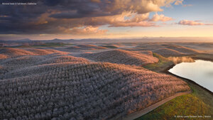 Almond trees in full bloom, California