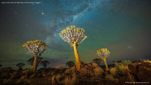 Quiver trees under the Milky Way, Keetmanshoop, Namibia