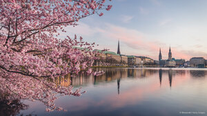 Kirschblüten am Ufer der Alster bei Sonnenuntergang, Hamburg