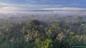 Amazon rainforest, Peru