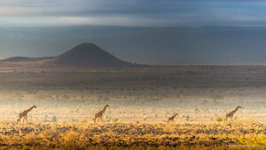 Masai giraffes, Amboseli National Park, Kenya