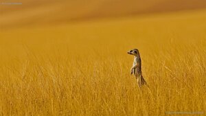 A meerkat in Namibia