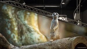 A meerkat in its natural environment