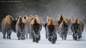 American bison, Yellowstone National Park, Wyoming