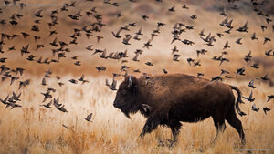 American bison in Antelope Island State Park, Utah