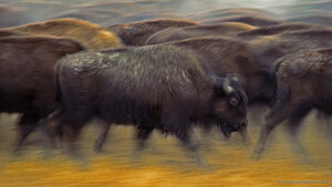 American bison near Fort Pierre, South Dakota