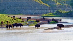 American bison on the Little Missouri River in Theodore Roosevelt National Park, North Dakota