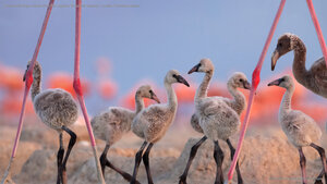 American flamingo chicks at the Ría Lagartos Biosphere Reserve, Yucatán Peninsula, Mexico