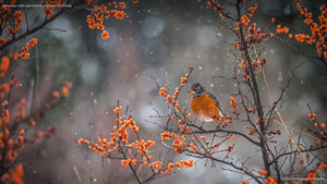 American robin perched on a branch in Canada