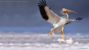 American white pelican in flight, Red River, Lockport, Manitoba, Canada