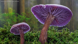 Amethyst laccaria mushrooms, Seabeck, Washington