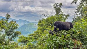 A mountain gorilla eating in a tree in the Bwindi Impenetrable National Park, Uganda