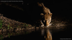 An African leopard in the Londolozi Private Game Reserve, South Africa