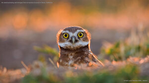 An adult burrowing owl emerges from its burrow at sunset in Davis, California