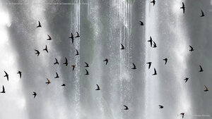 Bando de andorinhões-velhos (Cypseloides senex) em frente às Cataratas do Iguaçu, Paraná