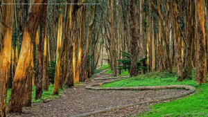 Andy Goldsworthy's 'Wood Line' installation near Lovers' Lane in the Presidio of San Francisco, California