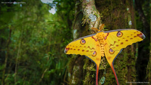 And you thought moths were boring