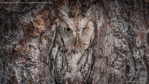 An eastern screech owl in the Okefenokee National Wildlife Refuge, Georgia