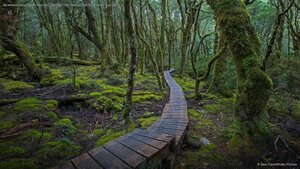 An elevated trail at Cradle Mountain-Lake Saint Clair National Park in Tasmania, Australia