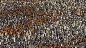A nesting colony of king penguins in South Georgia, Antarctica