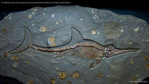An ichthyosaur fossil of the Jurassic period, Dinosaurland Fossil Museum, Lyme Regis, Dorset, England