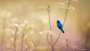 An indigo bunting at the John James Audubon Center at Mill Grove in Audubon, Pennsylvania