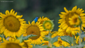 An indigo bunting on a sunflower