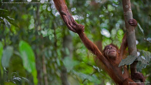 An infant Sumatran orangutan in Gunung Leuser National Park, Indonesia