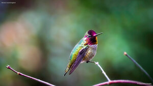 Anna's hummingbird
