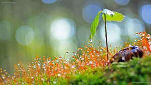 An oak tree seedling