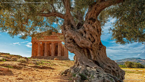 An olive tree in front of the Temple of Concordia on the island of Sicily, Italy