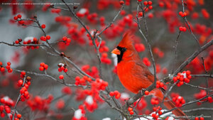 A northern cardinal perched in a common winterberry bush in Marion County, Illinois