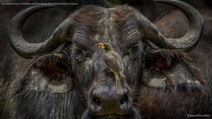 An oxpecker sits on an African buffalo in Maasai Mara National Reserve, Kenya