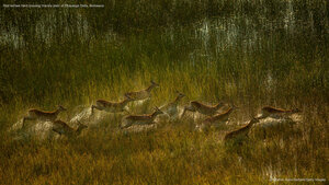 Red lechwe herd crossing marshy plain of Okavango Delta, Botswana