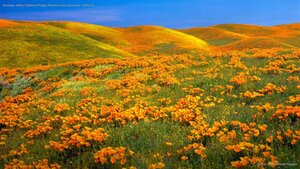 Antelope Valley California Poppy Reserve near Lancaster, California