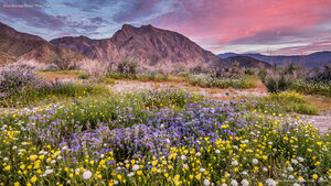 Anza-Borrego Desert State Park, California