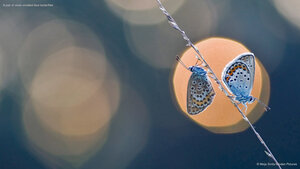 A pair of silver-studded blue butterflies