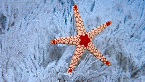 A peppermint sea star in soft coral near the Seychelles