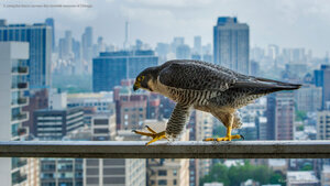 A peregrine falcon surveys the concrete canyons of Chicago